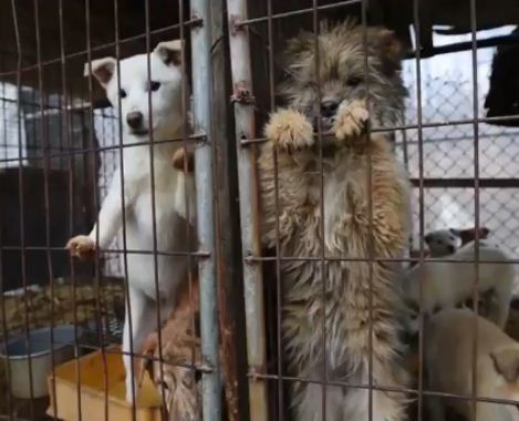 These Dogs Were Rescued From A Dog Meat Farm And Now They Need A Home