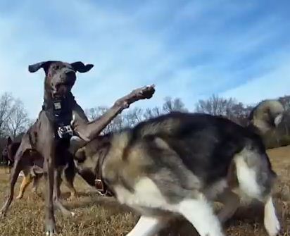 So This Is Why Dogs Love The Dog Park So Much!