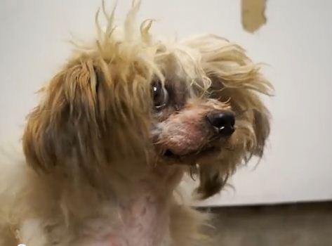 This Abused Dog Ran Away, Lost A Leg, & Found A Forever Home!