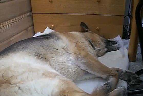 Watch And Listen To This German Shepherd Howling In His Sleep!