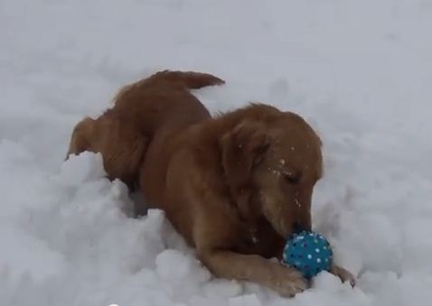 Confused Dog Has No Idea Where The Sound From His Squeaky Toy Comes From