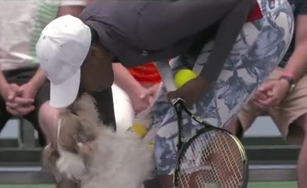 These ADORABLE Dogs Might Just Put Traditional Ball Boys Out Of Business