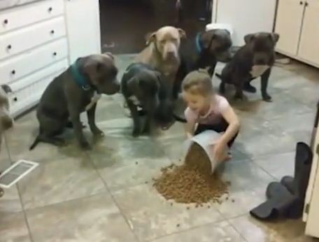 WATCH: Little Girl Has Complete Mastery Over Huge Group of Pit Bulls