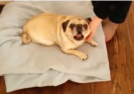 Deaf Pug Is So Excited To See His Human He Starts Singing!