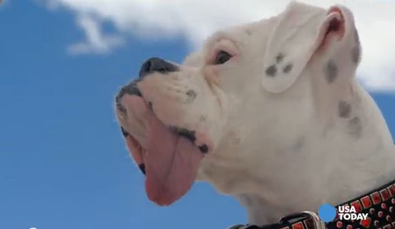 Meet The Boxer Who’s Getting Famous Because He Can’t Keep His Tongue In His Mouth!
