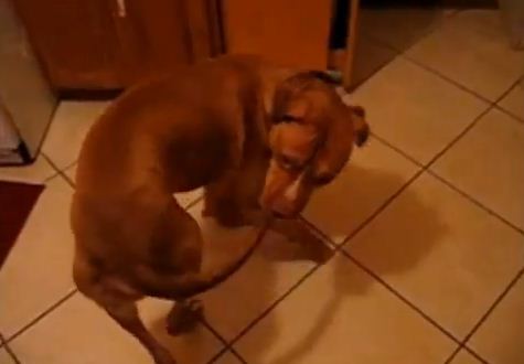 The Ten Funniest Pit Bull Videos from 2014