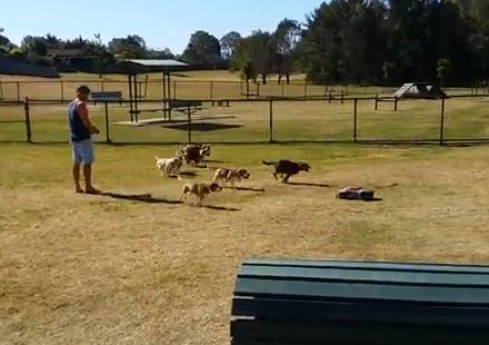 This Is What Happens When A Pack Of Beagles See A Remote Control Car!