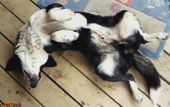 Dogs Sleep In WEIRD Positions… Don’t Believe Us? Check These Dogs Out!