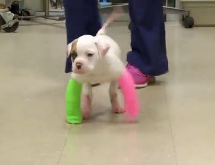 They Did WHAT To This Pup’s Legs?!