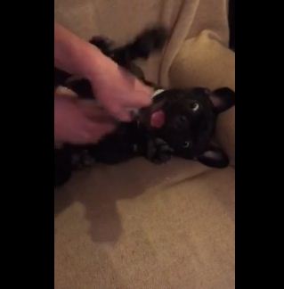 This Adorable French Bulldog Loves To Be Tickled More Than Any Human I Know