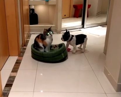 Clever French Bulldog Puppy Gets His Revenge On The Family Cat