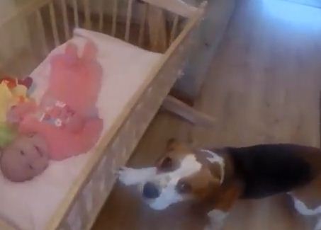 This Dog Doubles As An Adorable Babysitter For His Little Sister