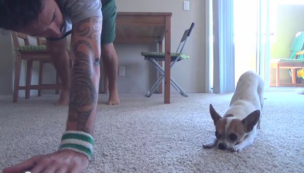 Dog Does Yoga With Owner