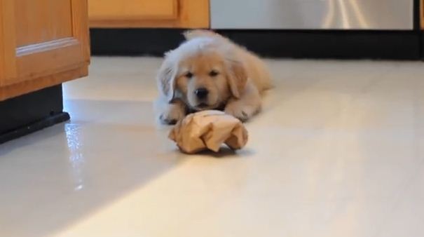 Watch This Dog Go Up Against A Paper Bag…While His Brother Hilariously Watches