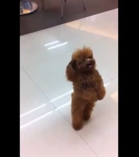Nothing To See Here, Just An Adorable Little Puppy Strolling The Grocery Aisles