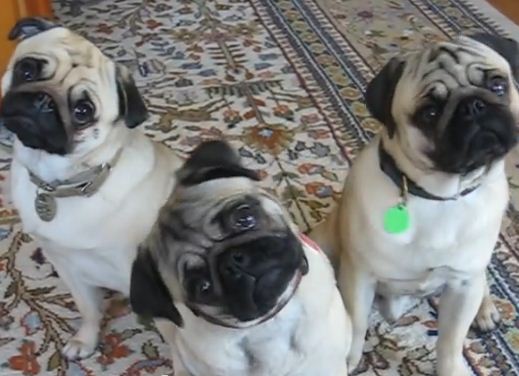 Watch These Dogs Adorably Synchronize Their Head Tilts!