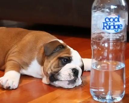 Watch This Bulldog Puppy Battle His Greatest Enemy: A Water Bottle