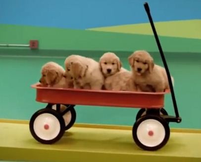 This Playfully Adorable Dog Food Commercial Will Make Your Day