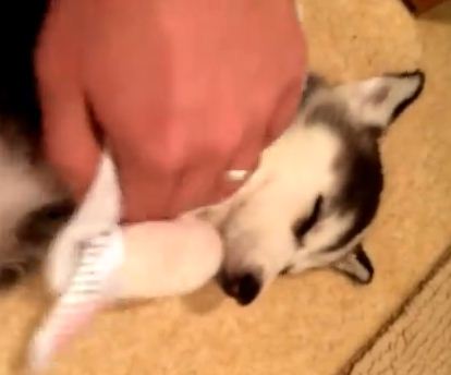 Husky Puppy Does The Most Adorable Thing After Her Very First Bath