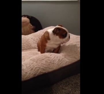 This Puppy’s Reaction To His New Bed Will Absolutely Make Your Day