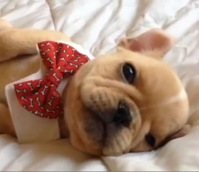 13-week old French bulldog Pup Naps in a Bow Tie & Explodes Our Hearts