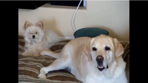 Lab Does The Funniest Thing With His Tail To His Smaller Friend. Watch The Reaction! :)