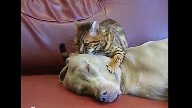 This Cat May Have Some Ulterior Motives When He Tries To Calm Down His Doggie Pal