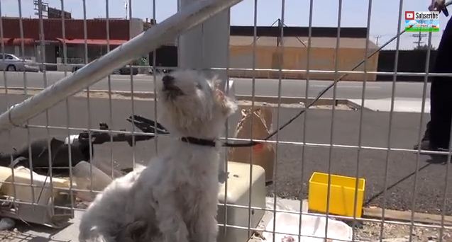 A Homeless Dog Living By Railroad Tracks Gets Rescued Right Before A Train Passes By
