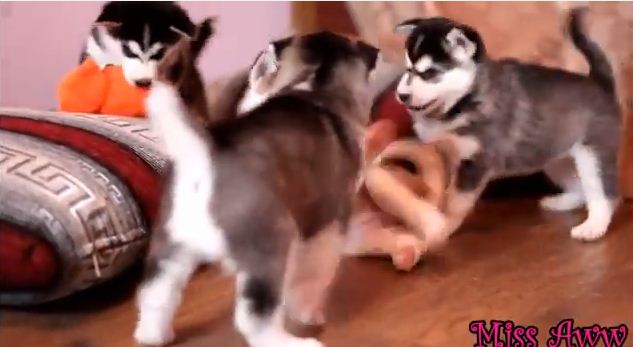 Husky Puppy – Husky Puppies playing with a toy