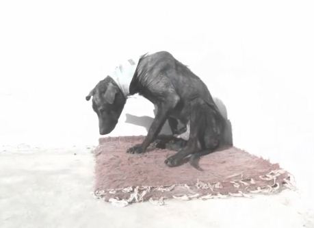 Reverse Time-Lapse Video Shows The Heartbreaking Effect Of Abandoning A Dog