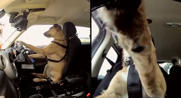 These Talented Pups Tear It Up On The Race Tracks, Proving Dogs CAN Drive