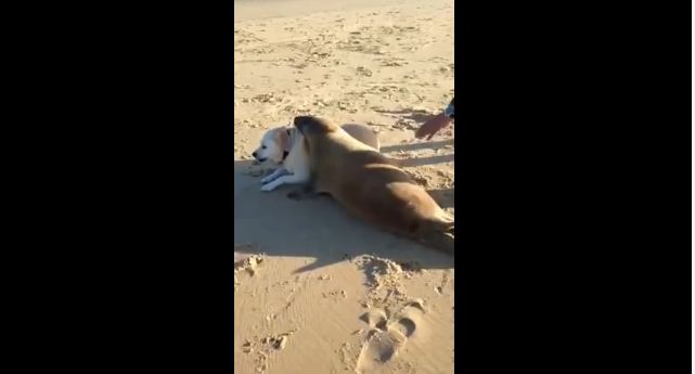 Need A Pick-Me-Up? Watch This Dog And Seal Snuggle On A Beach!