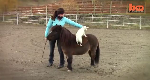 A Jack Russell Climbs Unto a Miniature Horse. Then, The Unthinkable Happens!