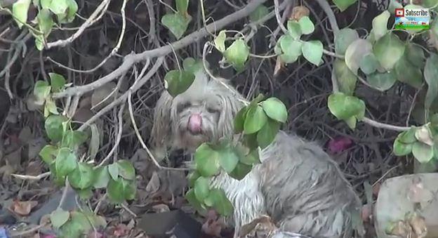 Abandoned Dog In Bushes Is So Terrified He Tries To Bite His Rescuers. But Watch The Ending!