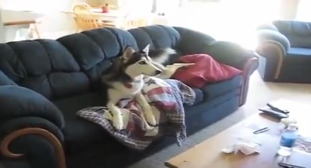 This Lazy Husky Likes Having His Television Time A Little Too Much