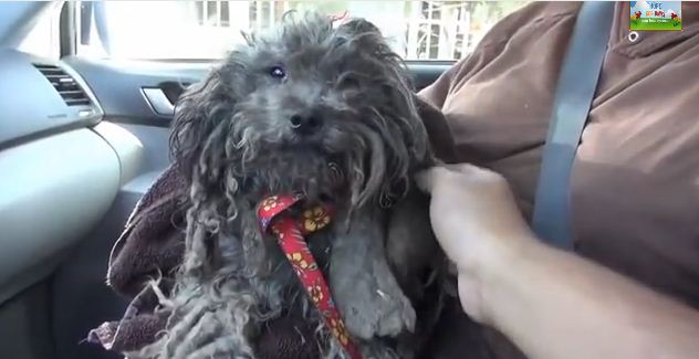 This Terrified Dog’s Rescue & Transformation Will Warm The Depths of Your Heart