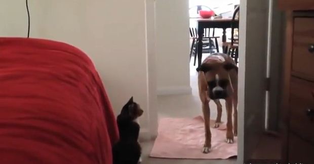 These Big, Strong Dogs Have The Same Tiny, Fluffy Phobia…Cats