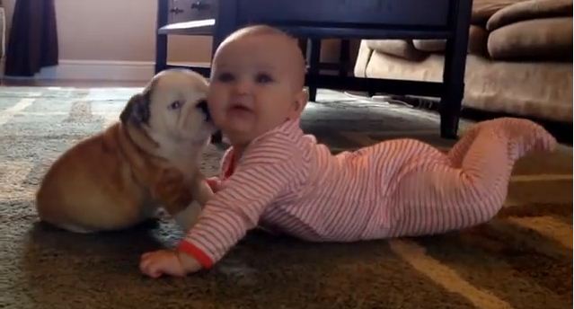 This Tiny Baby’s Reaction To A Bulldog’s Puppy Kisses Is Absolutely Adorable