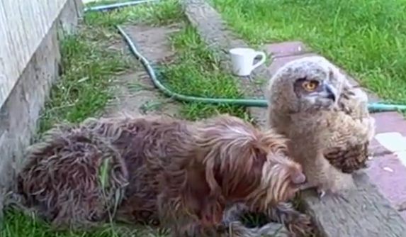 This Dog Has An Unlikely New Best Friend…A Deadly Owl!