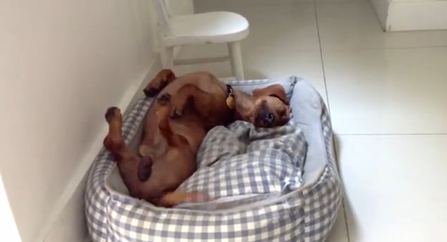 This Rescued Dog Is So Happy, He Sleeps Like This…