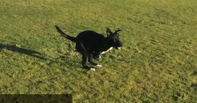 Meet Roo, the Two-Legged Dog Who Walks Like A Kangaroo!