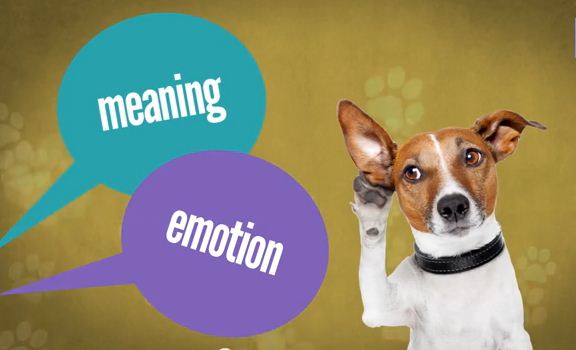 Can Dogs Really Understand Humans? The Scientific Answer
