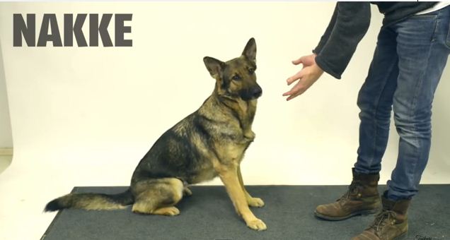 Watching These Dogs Confused By A Magic Trick Is Hilariously Cute