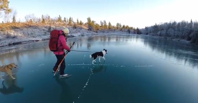 This Stunning Footage Of A Dog Skating Will Take Your Breath Away