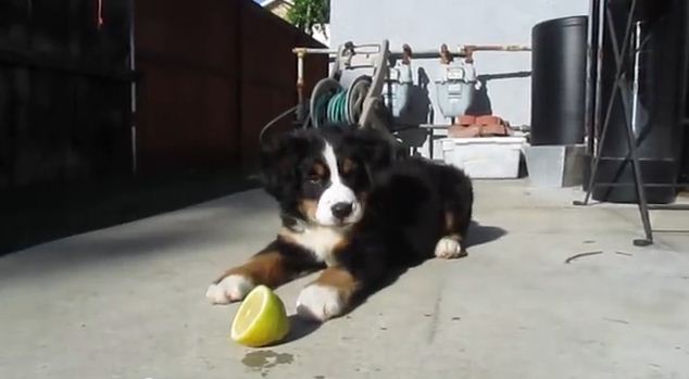 This Puppy Had Never Seen A Lemon Before. Her Reaction Will Make You Smile!