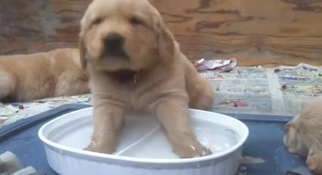That Moment When Your Tired 5 Week Old Puppy Falls Asleep In The Water Bowl