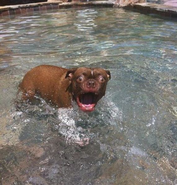 Goofball Dogs Have Mixed Feelings About Being In Water