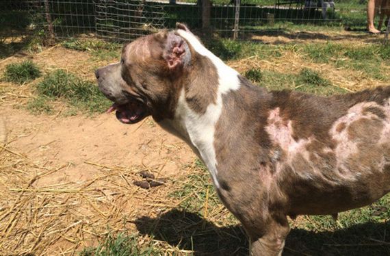 What New Owners Did For A Viciously Abused Dog Will Put A Big Smile On Your Face