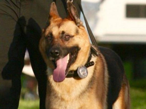 Police Department in NJ Gives Touching Farewell to K9 Officer