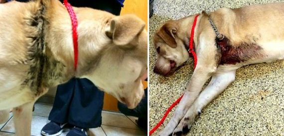 Dog with Embedded Choke Collar Gets a Rescue and a Home
